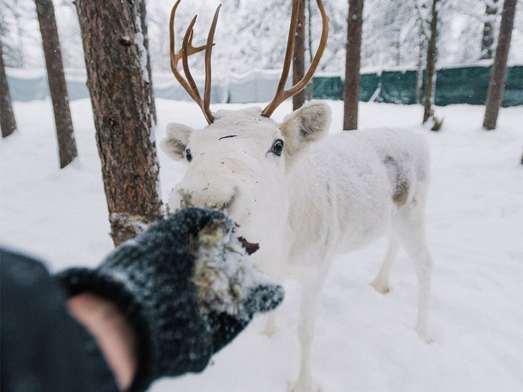 White reindeer Valkko in Elf's Farm Yard Tallitontun Piha in Rovaniemi Lapland Finland (2)